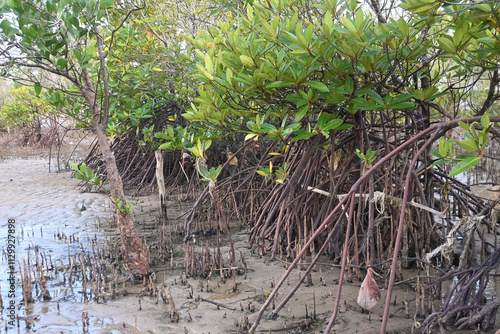 
Title: Mangrove tree with respiratory roots. Mangrove forest scenery on Bangka Beach. the mangrove species Rhizophora and avicennia develops aerial roots that extend from the trunk and grow above the photo