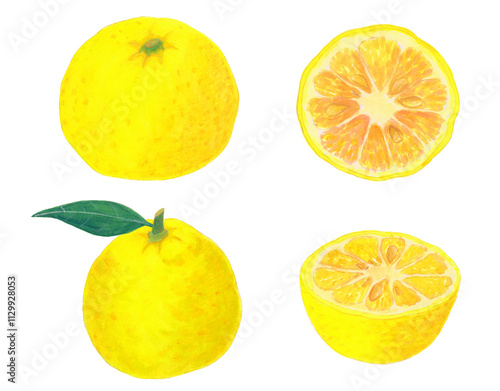水彩で描いたゆずのイラスト素材