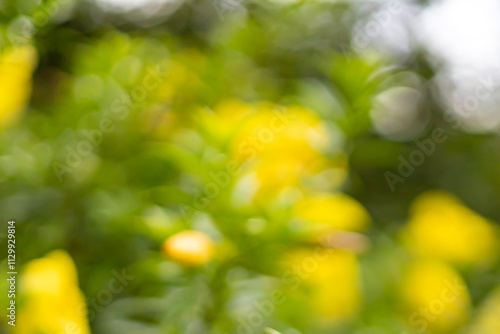 The photo is blurry and out of focus, but it has bokeh and beautiful colors, including orange, yellow, green, and white. It was taken in Myanmar with a high-resolution camera.
