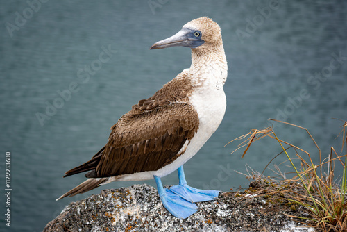 blue footed boobie of Galapagos