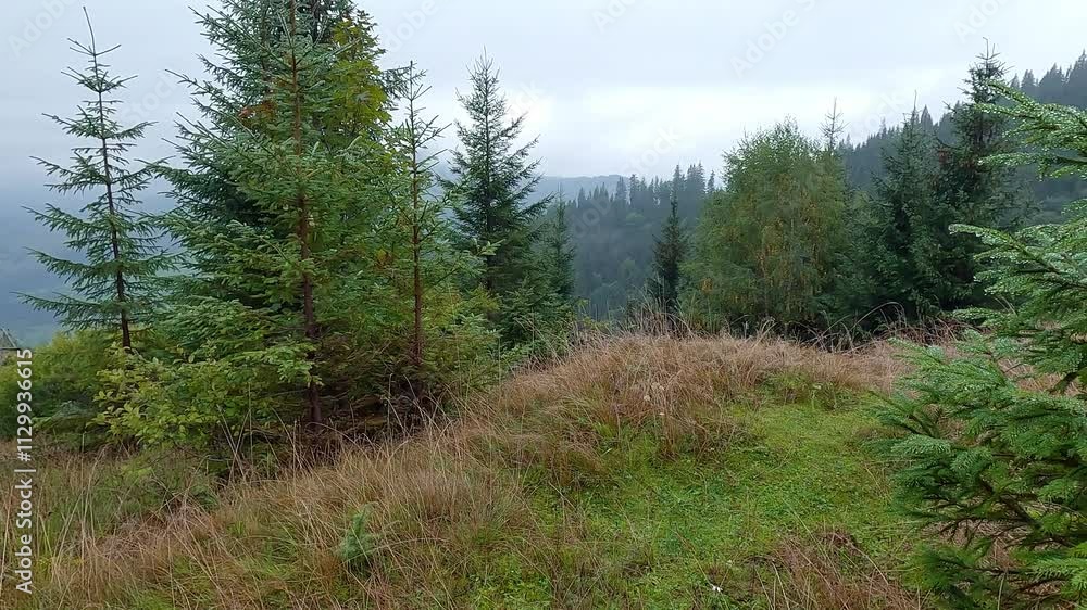 Fir trees in the morning dew. Misty outdoor scene of Carpathian mountains with old country road, Ukraine, Europe. Splendid summer view of mountain forest. 4K video (Ultra High Definition). Fir trees in the morning dew. Misty outdoor scene of Carpathian mountains with old country road, Ukraine, Europe. Splendid summer view of mountain forest. 4K video (Ultra High Definition).