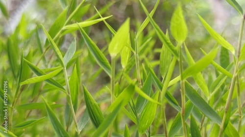 Leersia virginica Willd photo