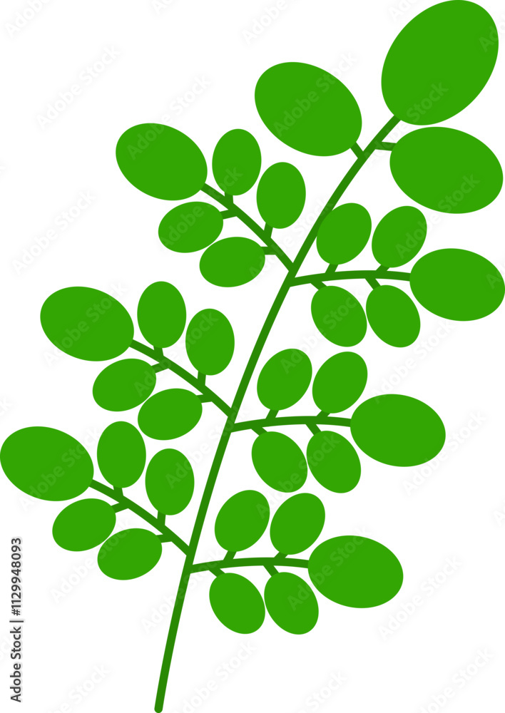 Obraz premium Moringa Leaves or Daun Kelor Illustration
