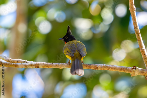 Yellow birds cling to tree branches. (Rubigula flaviventris) photo