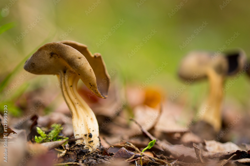 Fototapeta premium Photograph of a fungus of the Helvella genus in its habitat
