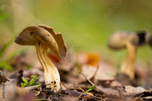 Photograph of a fungus of the Helvella genus in its habitat