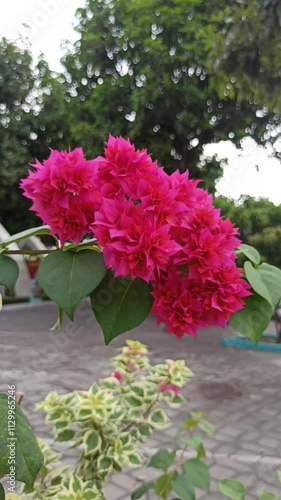 Wallpaper Mural very beautiful bougainvillea flowers Torontodigital.ca