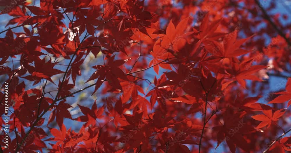 Red Japanese Maple Leaves Against Blue Red Japanese Maple Leaves Against Blue