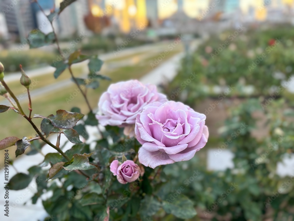 Fototapeta premium pink rose bush