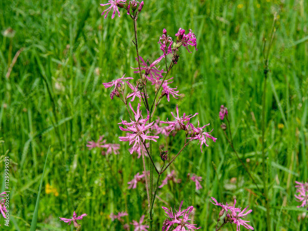 Pink ragged robin, Silene flos cuculi, flower in close up with a blurred background. Flowers of natural meadows. Importance of conservation of natural meadows Pink ragged robin, Silene flos cuculi, flower in close up with a blurred background. Flowers of natural meadows. Importance of conservation of natural meadows