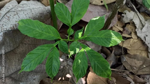 Dracontium polyphyllum photo