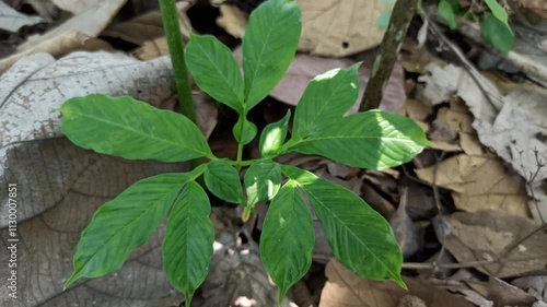 Dracontium polyphyllum photo