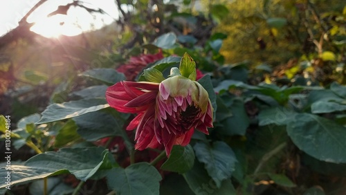 The Beautiful Dahlia Pinnata flowers