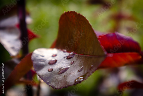 
water drops on a red flower leaf