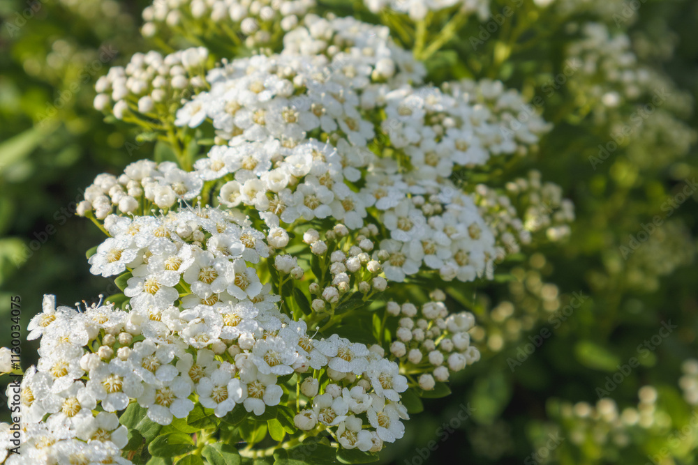 close-up of small white flower with green leaves and yellow centers close-up of small white flower with green leaves and yellow centers
