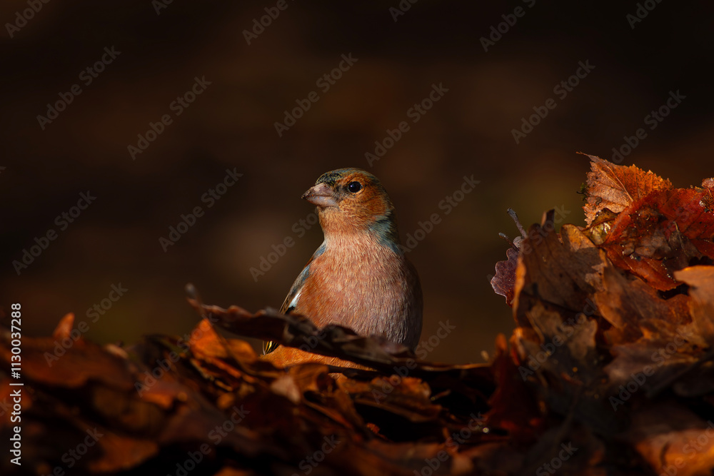 little bird in leaves, İspinoz,Common Chaffinch, Fringilla coelebs