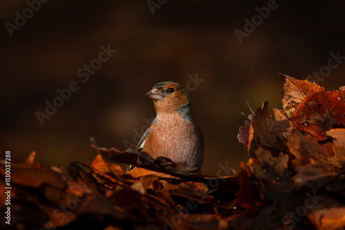 Obraz na płótnie little bird in leaves, İspinoz,Common Chaffinch, Fringilla coelebs w salonie
