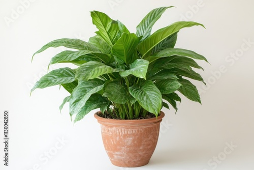 A lush green plant with broad leaves growing in a terracotta pot