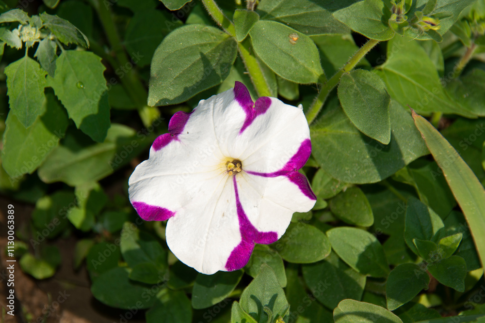 Obraz premium White and pink petunia flower against a background of green leaves in the garden in summer