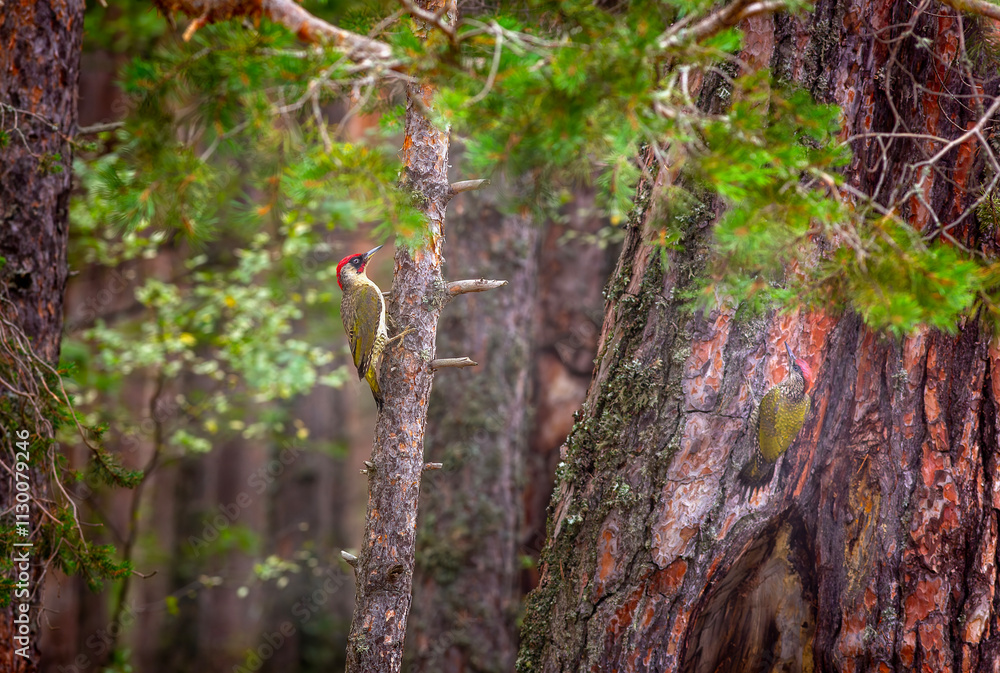 green woodpecker in its natural environment, European Green Woodpecker, Picus viridis