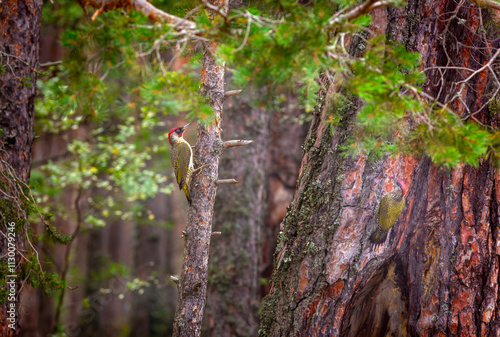 Obraz na płótnie green woodpecker in its natural environment, European Green Woodpecker, Picus viridis w salonie