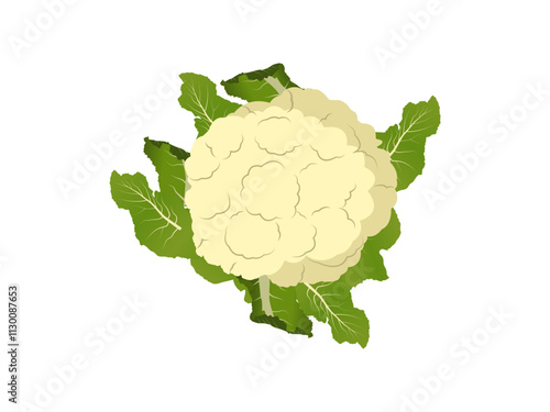 Elegant Cauliflower Design Perfect for Food and Organic Themes