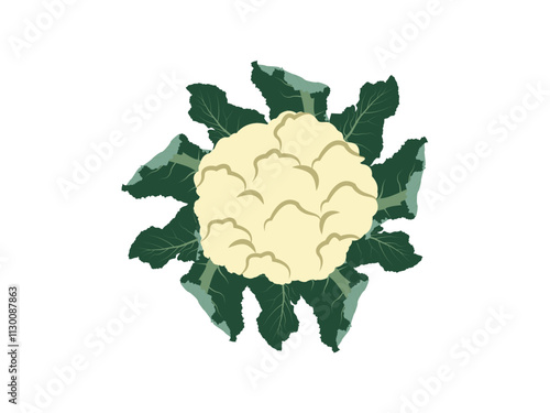 Elegant Cauliflower Design Perfect for Food and Organic Themes