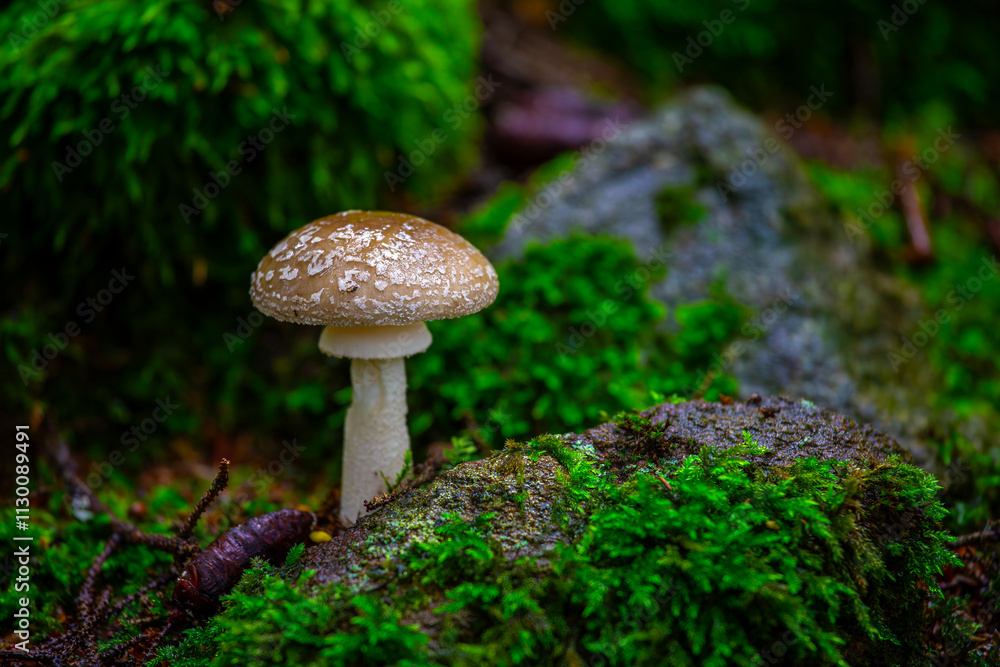 Close-up of Amanita pantherina mushroom in natural forest environment with scope background