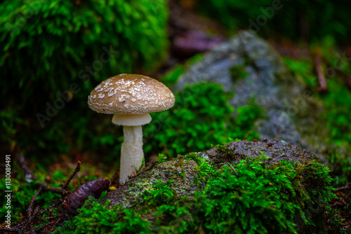 Obraz na płótnie Close-up of Amanita pantherina mushroom in natural forest environment with scope background w salonie