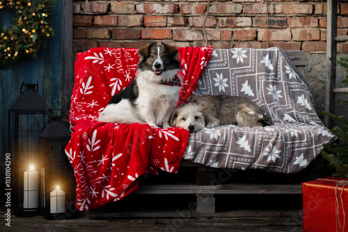 Christmas portrait of dogs sitting on a bench.
