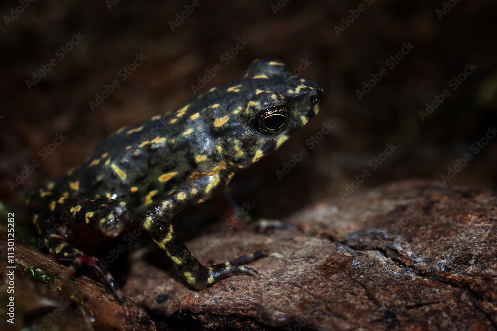 Obraz premium Male Bleeding toad or Leptophryne cruentata closeup on moss, Leptophryne cruentata closeup on isolated background, Indonesian toad, Bleeding toad