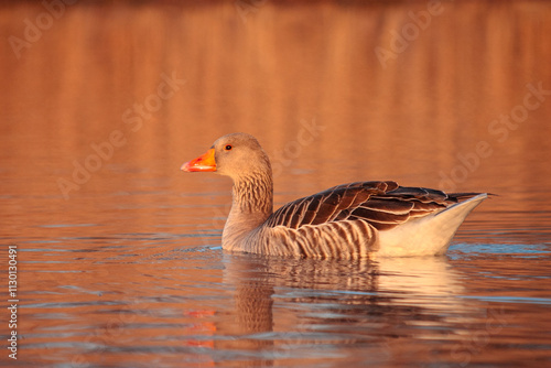 A greylag goose (anser anser) on the pond in Camargue, France.