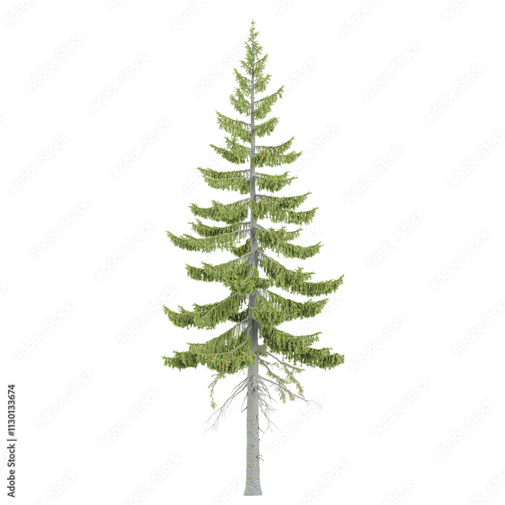 Obraz premium 3d illustration of Fir tree isolated on transparent canvas