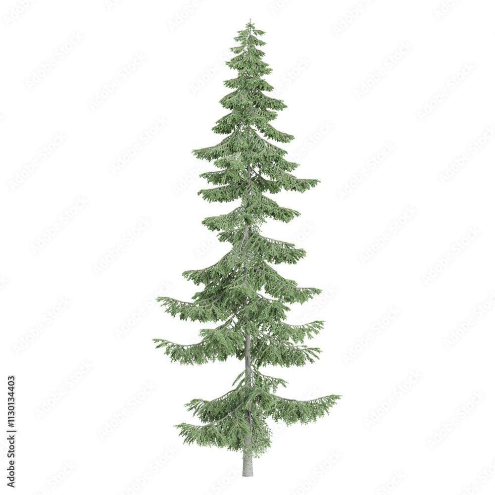 Fototapeta premium Beautiful shape of green Norway spruce tree isolated on transparent Canvas