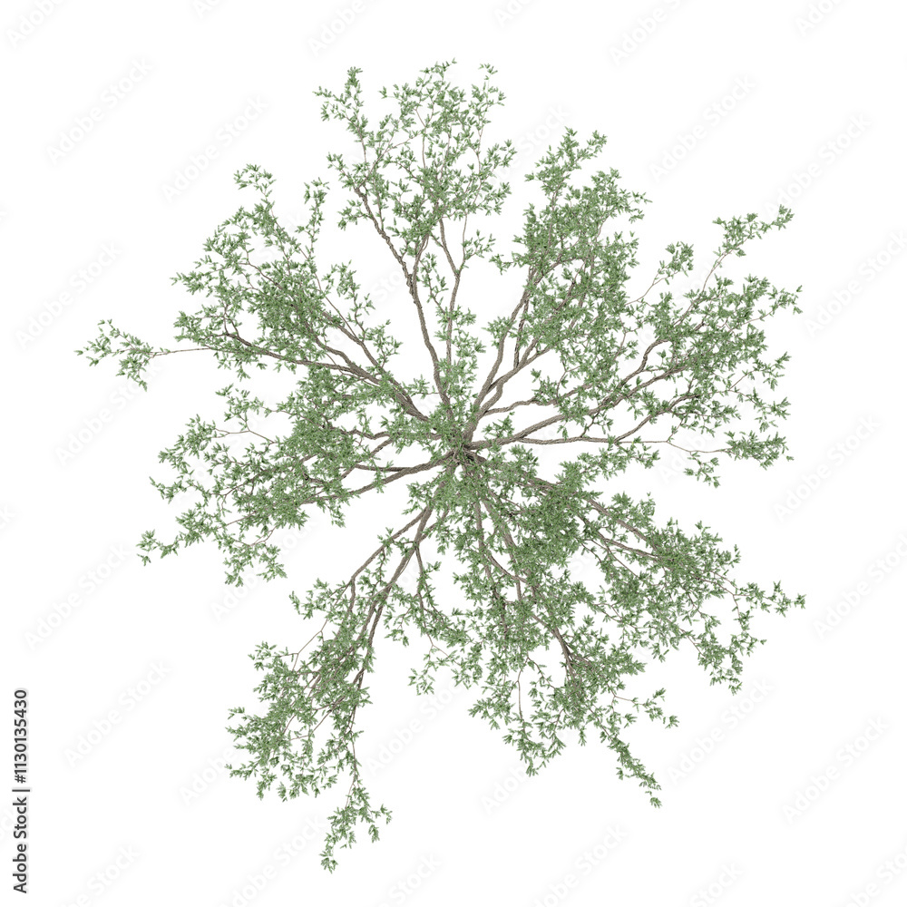 Fototapeta premium Green beautiful Eucalyptus tree isolated on Canvas from top view