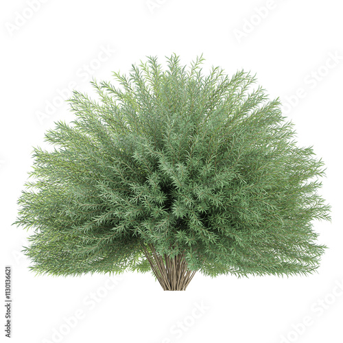 3d illustration of Mugworts tree isolated on transparent canvas photo