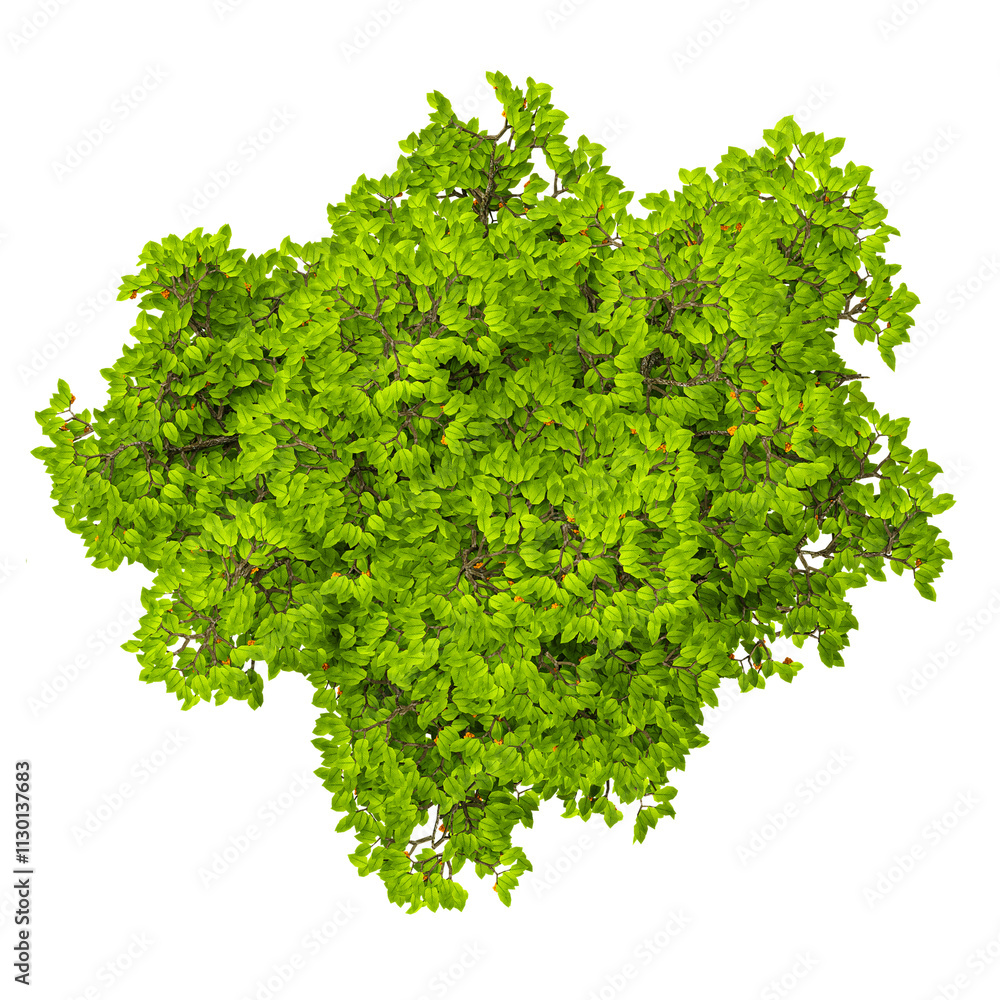 Obraz premium collection of Aglaia duperreana tree with realistic style