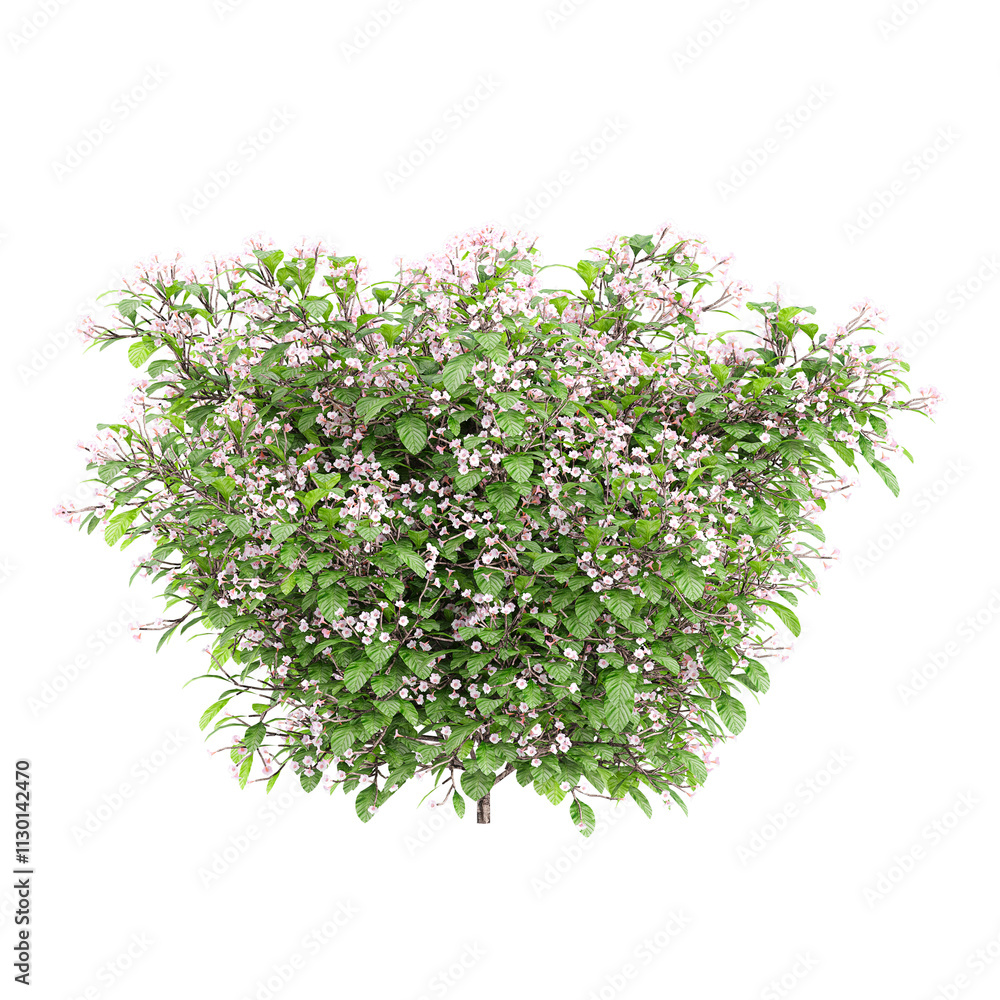 Obraz premium Collection of Clerodendrum plants isolated on transparent Canvas