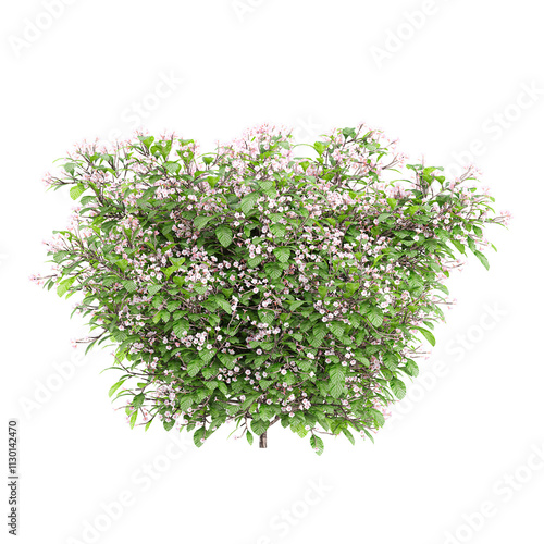 Collection of Clerodendrum plants isolated on transparent Canvas photo