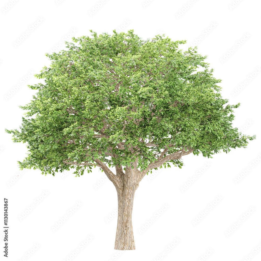 Obraz premium Green beautiful Platanus summer tree isolated on Canvas