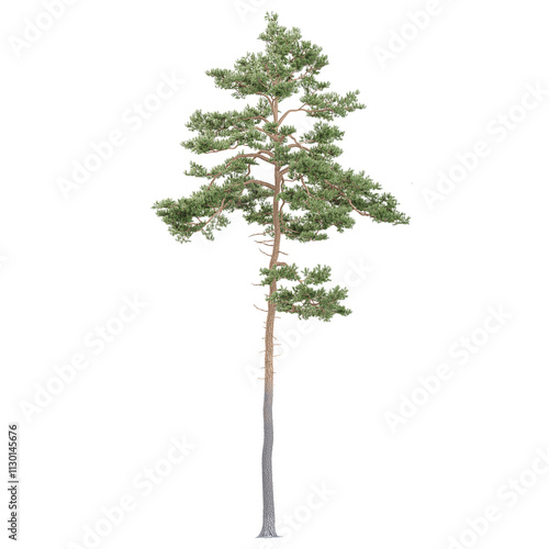 Fotografie 3d illustration of Pinus sylvestris isolated on transparent Canvas