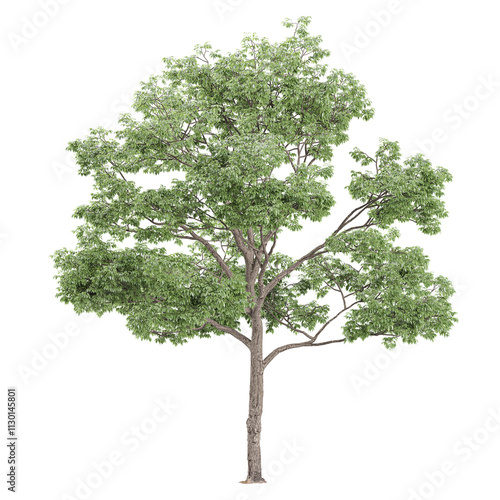 Fototapeta Naklejka Na Ścianę i Meble -  3d illustration of White oak tree isolated on transparent canvas