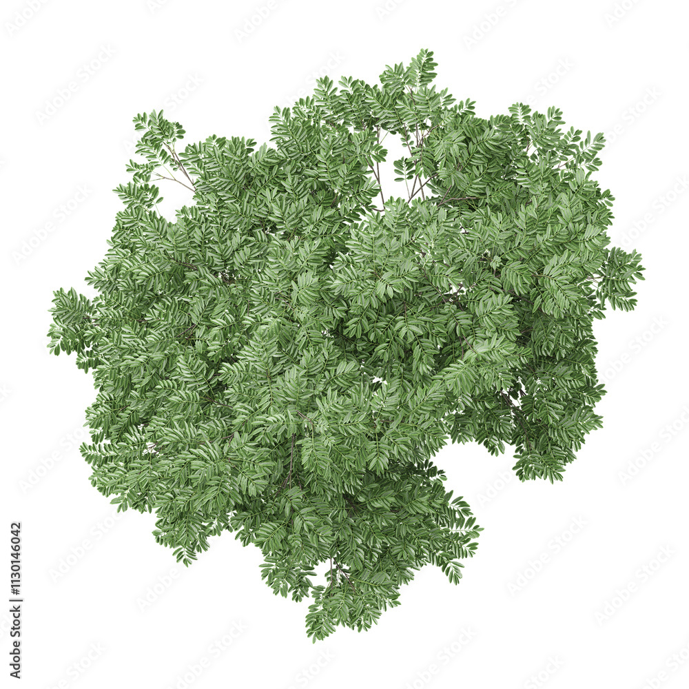 Obraz premium 3d Rendering Of European ash plant on Transparent Canvas