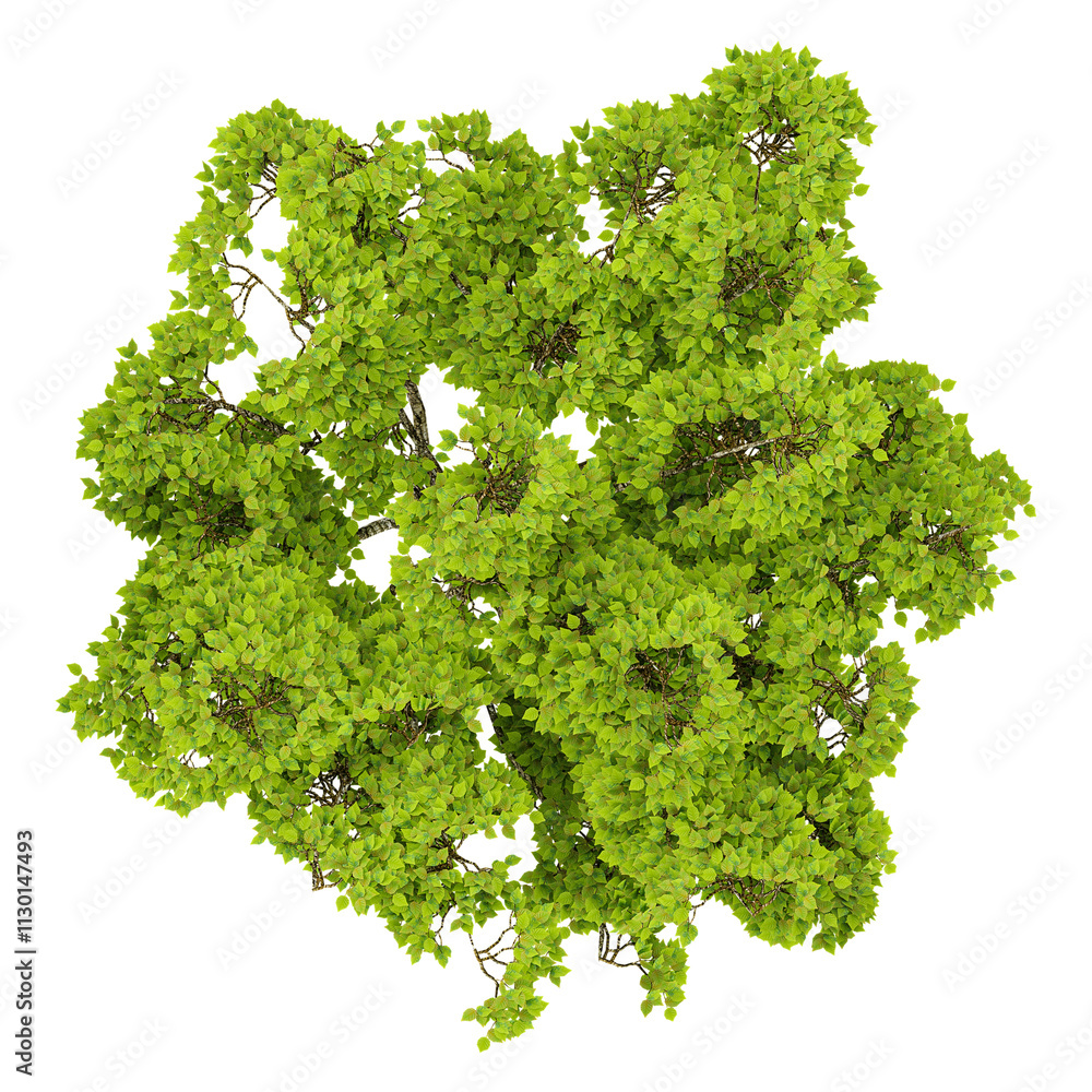 Obraz premium Beech plants isolated on transparent Canvas from the top view