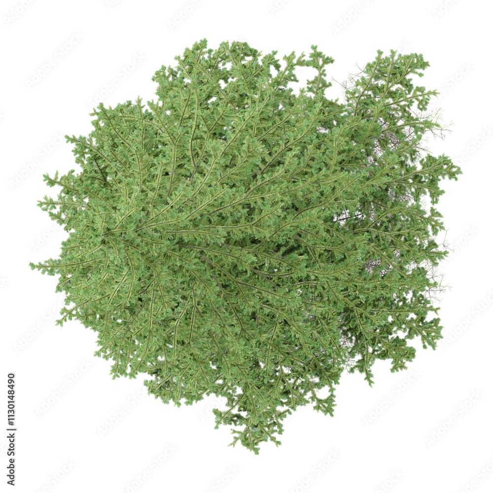 Obraz premium collection of Thyme plant isolated on transparent Canvas