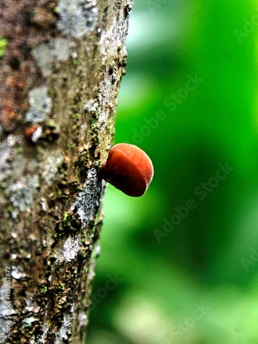 Ear fungus (Auricularia auricula) is a group of jelly fungi that belongs to the Basidiomycota class and has a unique jelly texture.