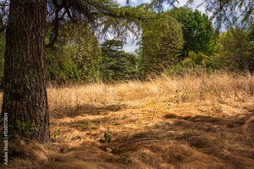 Dryness and aridity in summer in the south of France .