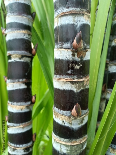 Black Sugarcane photo