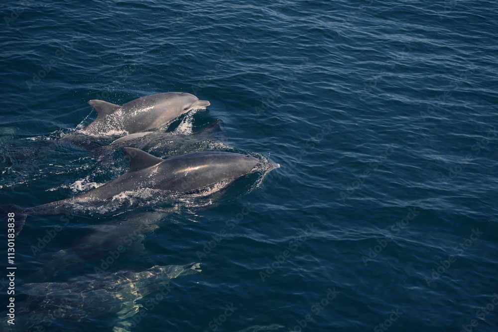 Fototapeta premium dolphin in the sea