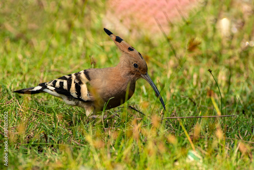 Common Hoopoe Bird Searching for Insects on Ground